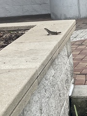 Leiocephalus carinatus