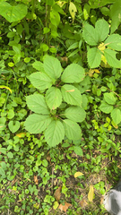 Parthenocissus inserta
