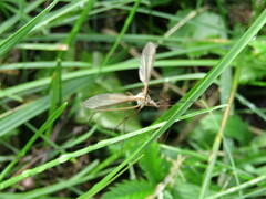 Tipula
