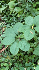 Parthenocissus inserta