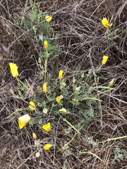Eschscholzia californica