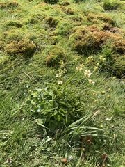 Parnassia fimbriata