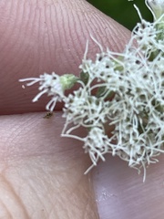 Eupatorium semiserratum