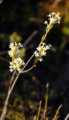 Struthiola