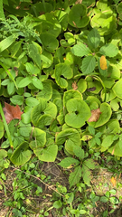 Asarum canadense