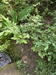 Vaccinium alaskaense