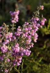 Erica hirtiflora