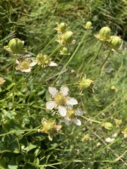 Parnassia fimbriata