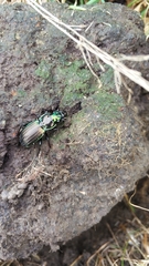 Megadromus antarcticus