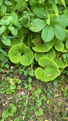 Asarum canadense