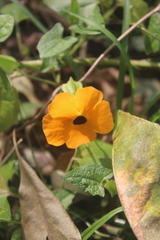 Thunbergia alata