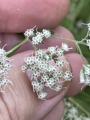 Eupatorium semiserratum