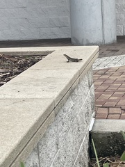 Leiocephalus carinatus