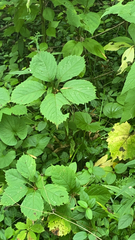 Parthenocissus inserta