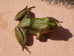 Pelophylax saharicus