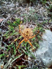 Argiope lobata