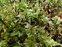 Mnium spinosum