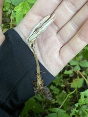 Clavulina castaneipes
