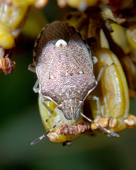 Holcostethus albipes