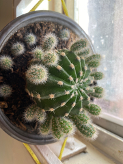 Echinopsis oxygona