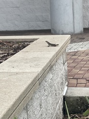 Leiocephalus carinatus