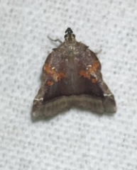 Clydonopteron sacculana