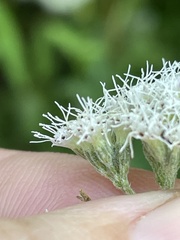 Eupatorium semiserratum