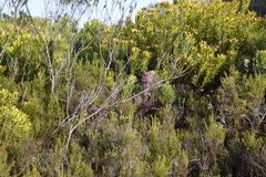 Erica hirtiflora