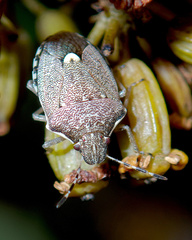 Holcostethus albipes