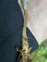 Clavulina castaneipes