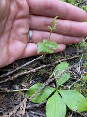 Neottia cordata