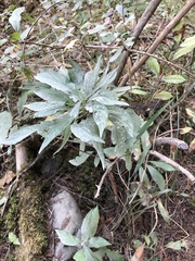 Artemisia douglasiana