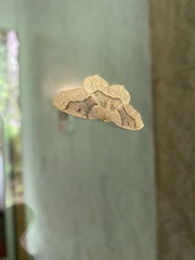 Lambdina fiscellaria