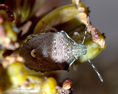 Holcostethus albipes