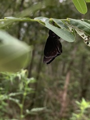 Erynnis zarucco