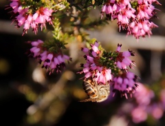 Apis mellifera capensis