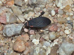 Melacoryphus rubicollis