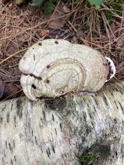 Ganoderma megaloma