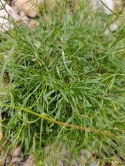 Heliosperma pusillum