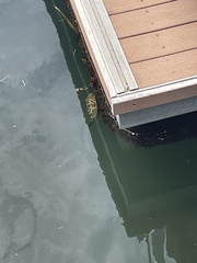 Sphoeroides testudineus