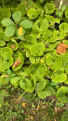 Asarum canadense