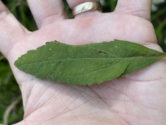 Eupatorium semiserratum