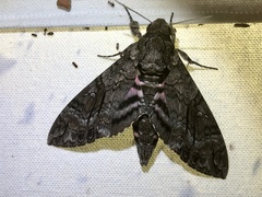 Agrius cingulata