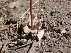 Eriogonum nudum