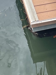 Sphoeroides testudineus