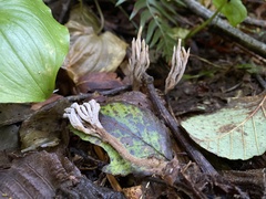Clavulina castaneipes