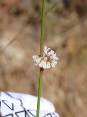 Eriogonum nudum