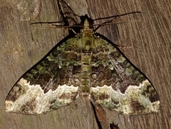Hammaptera fartaria