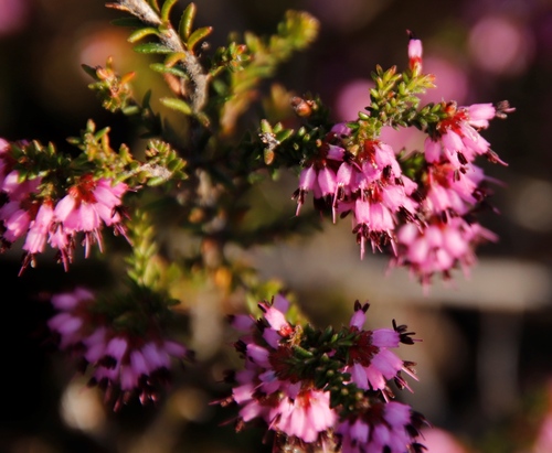 Image of Erica glabella by (c) Tony Rebelo, some rights reserved (CC BY-SA)