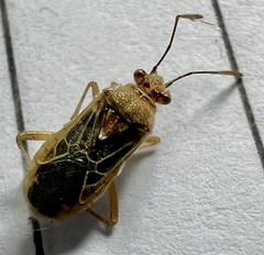 Rhopalidae